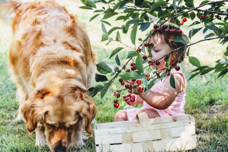 Can dogs eat cherries? |The answer may surprise You