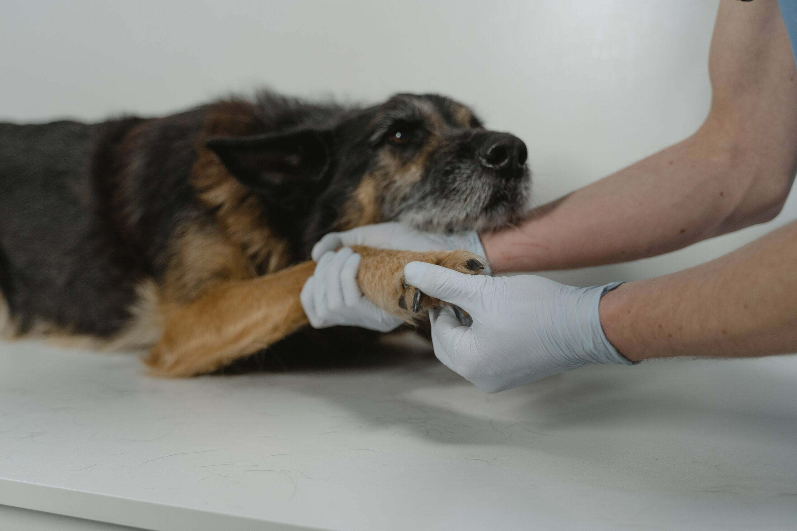 CAN YOUR PET GET COVID-19?