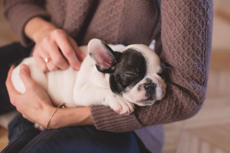 Best pet Insurance 2022