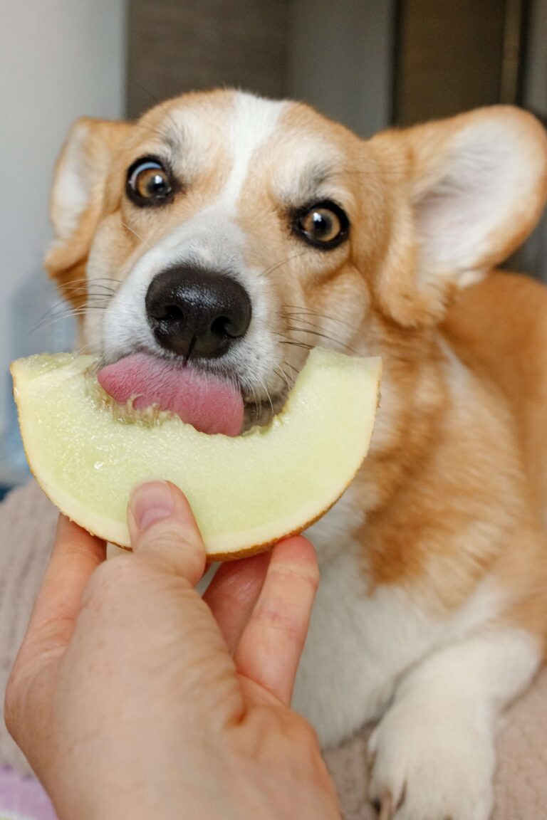 Can Dogs Eat a Vegan Diet and Be Happy and Healthy?