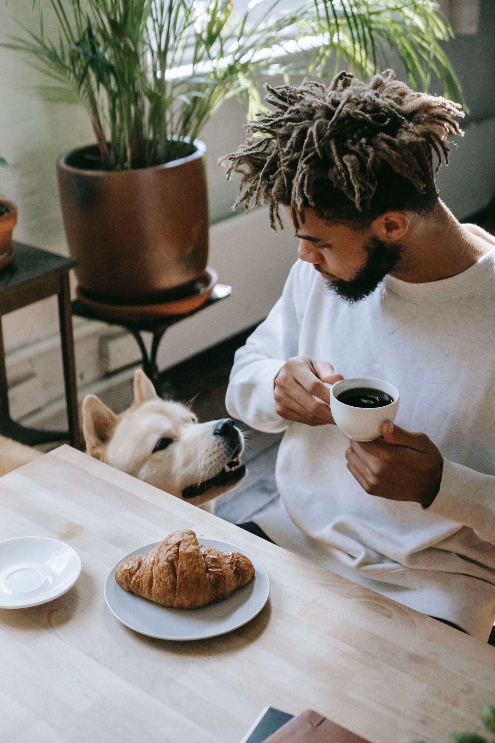 My dog drank coffee! Can dogs drink coffee?