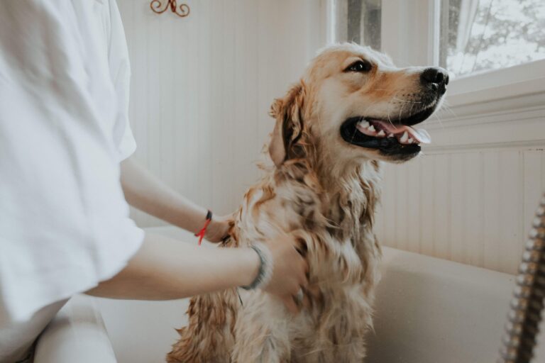 5 best dog shampoo |what’s good for your dog