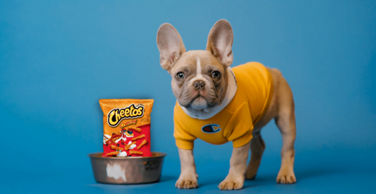 Can dogs eat Cheetos? |The answer may be surprised you