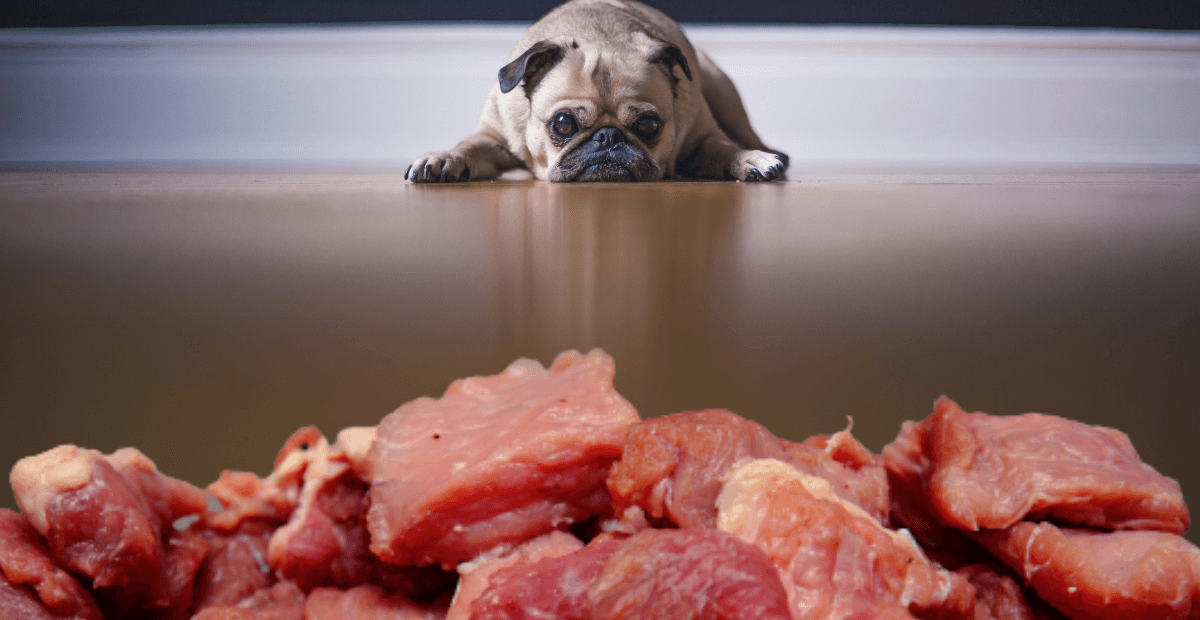 Can dogs eat raw meat?
