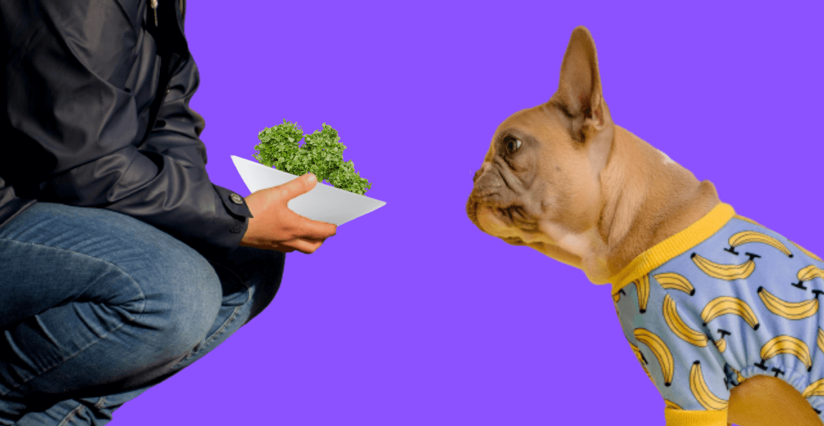 Can dogs eat Cilantro? What You Need To Know