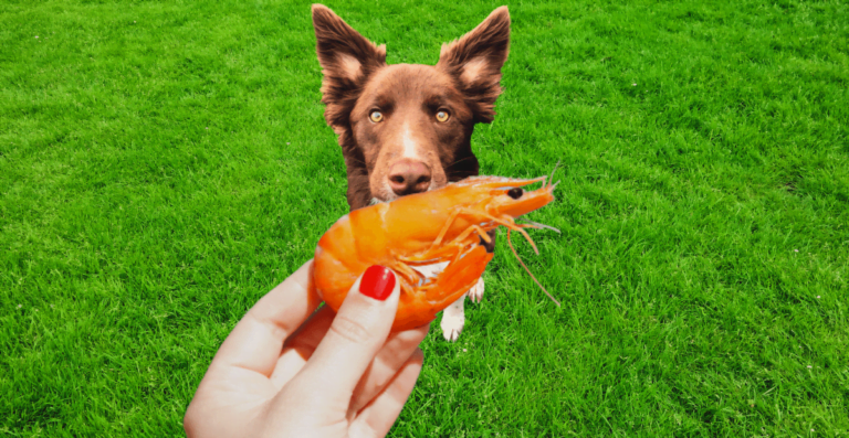 Can dogs eat shrimp?