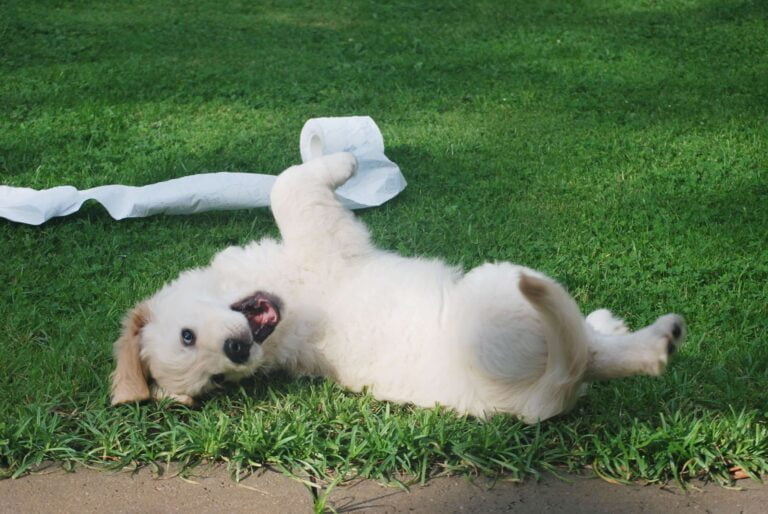 dog play before poop