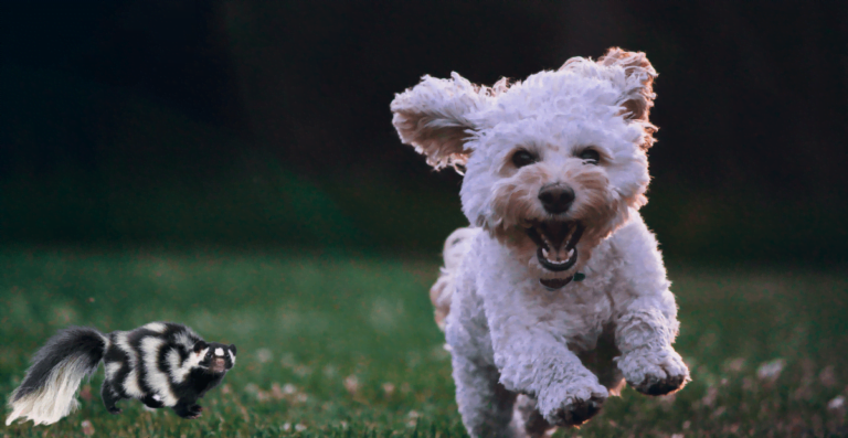 How to Remove Skunk Smell From Dog