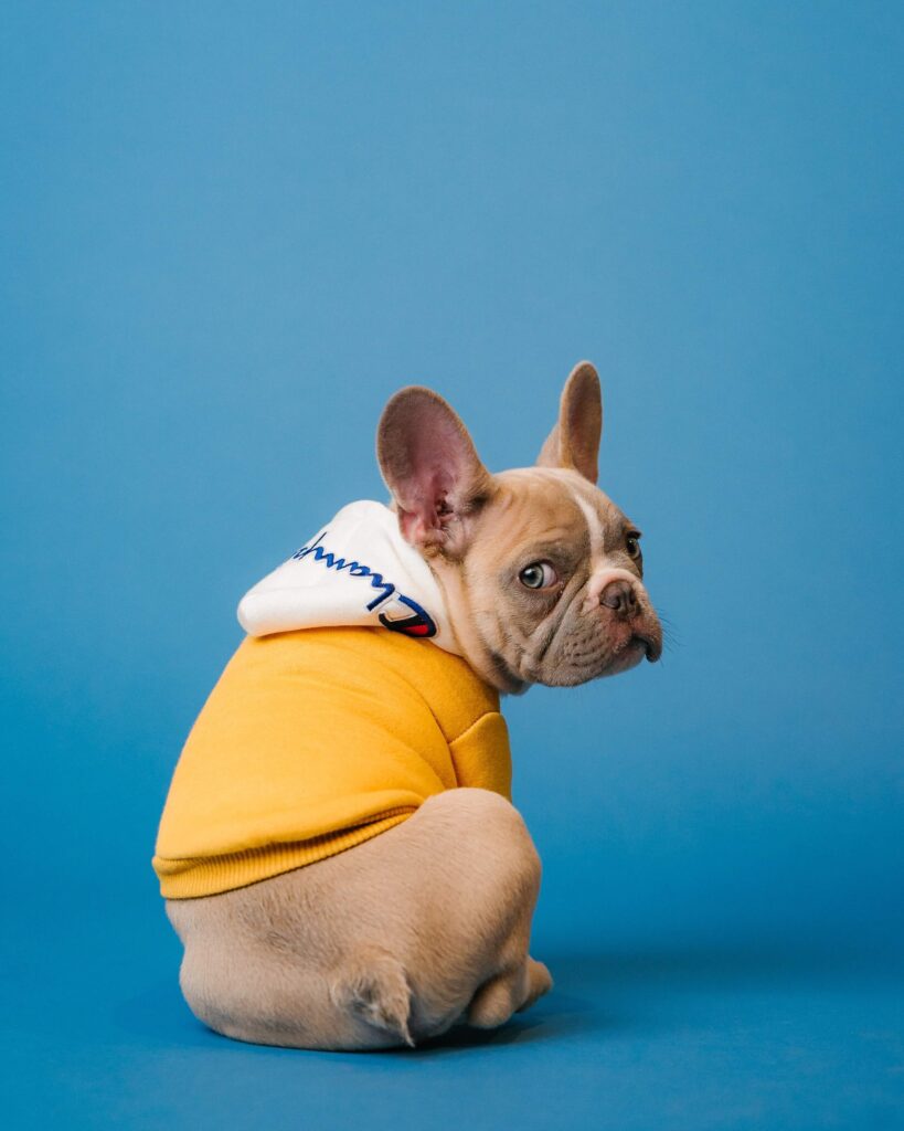 Find out why dogs can't eat mustard- dog looking