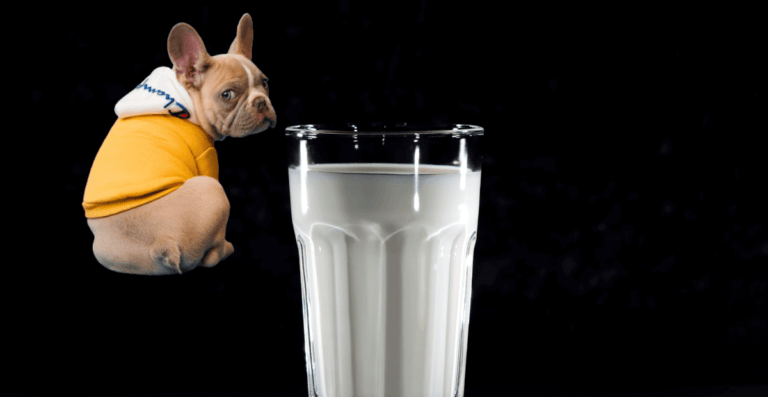 can dog drink milk