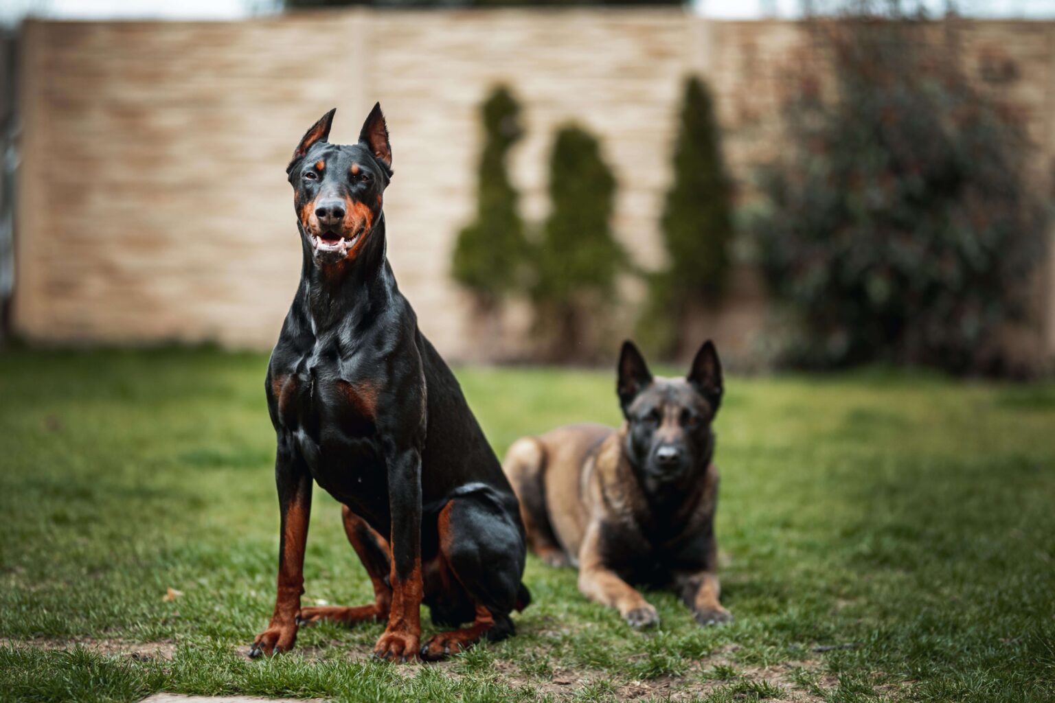 What Dog Breed Lives The Longest What Dog Breed Lives The Longest