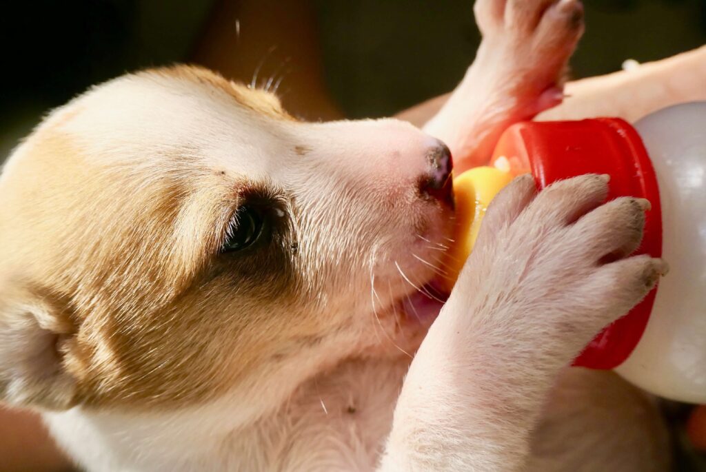 puppies drink milk