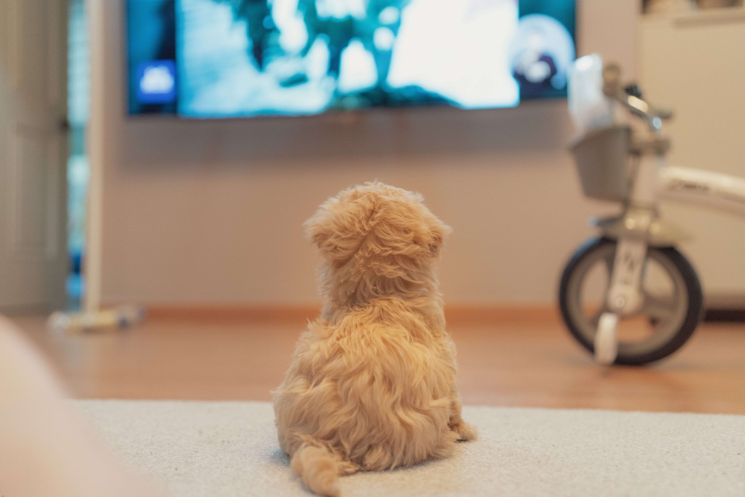 Best dog movies on Netflix