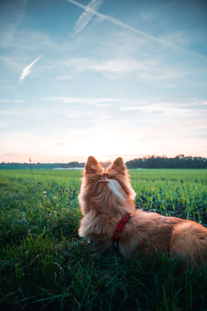 6 way to show love to your dog keep your dog healthy