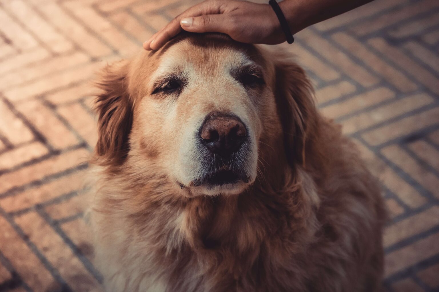 What Dog Breed Lives The Longest what-dog-breed-lives-the-longest