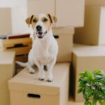 10 Best dog breeds for apartment living