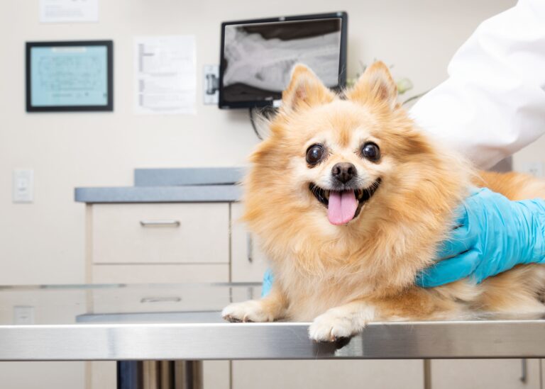 Common Health Issues in Dogs: Symptoms and Treatments