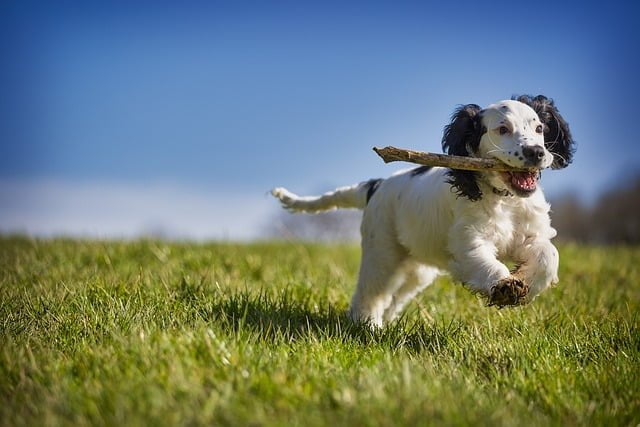 Fun Activities to Do with Your Dog: Tips for Bonding and Exercise