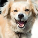 How to Eliminate Dog Bad Breath
