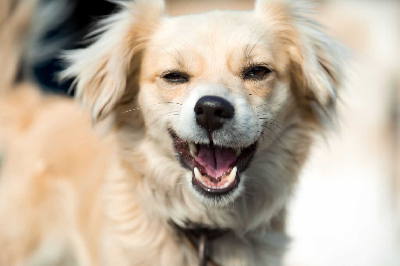 What Dog Breed Lives The Longest what-dog-breed-lives-the-longest