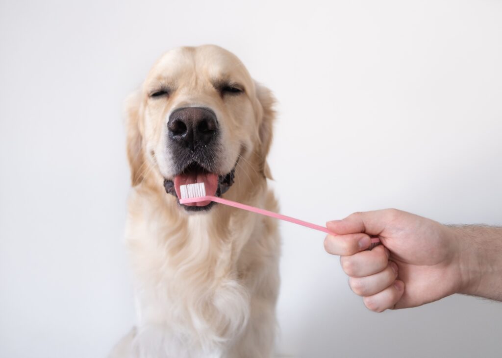brushing a dog teeth