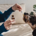 pet-dog-taking- medication