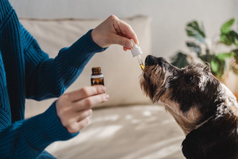 pet-dog-taking- medication