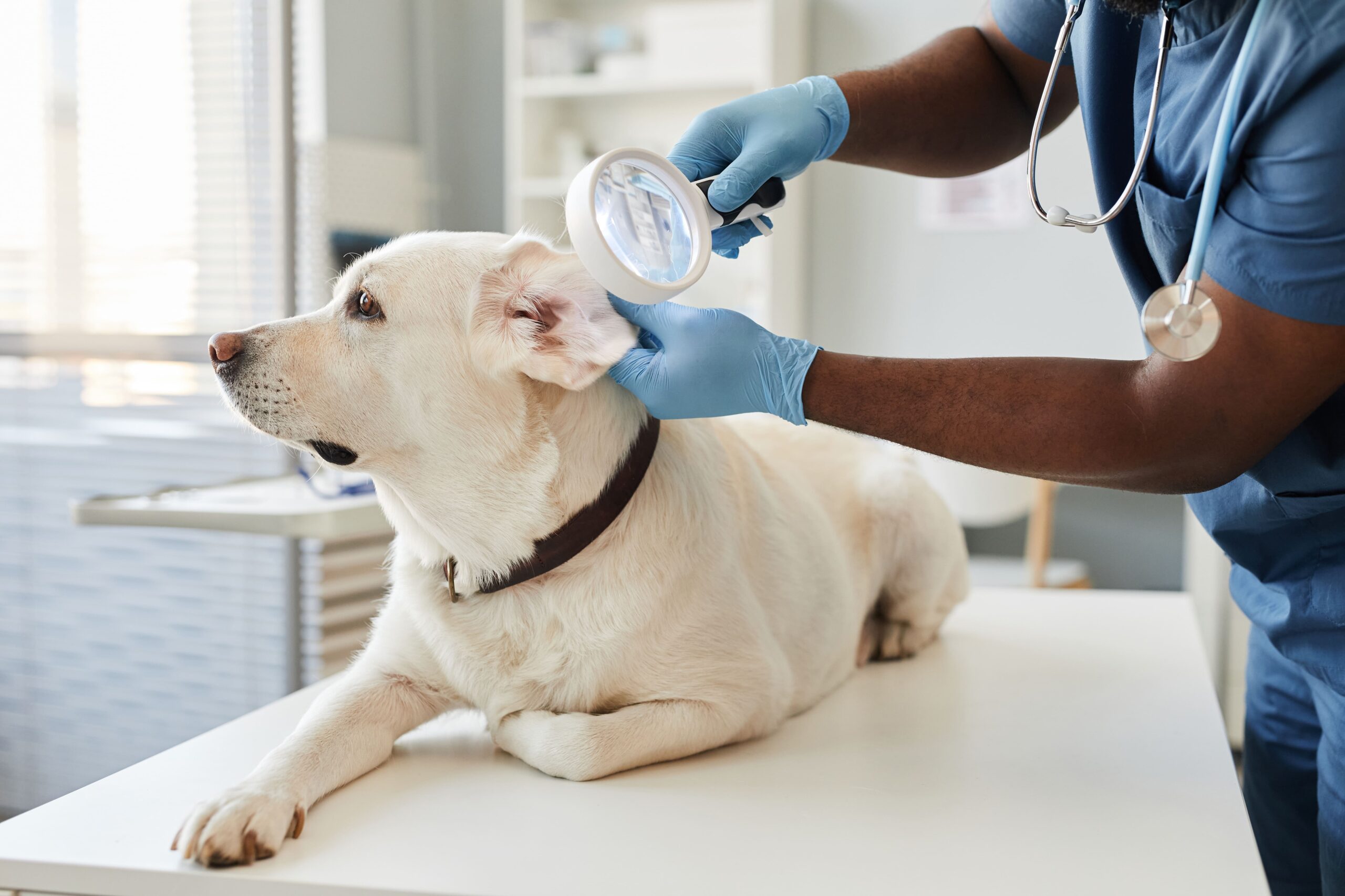How to treat dog ear infection without vet
