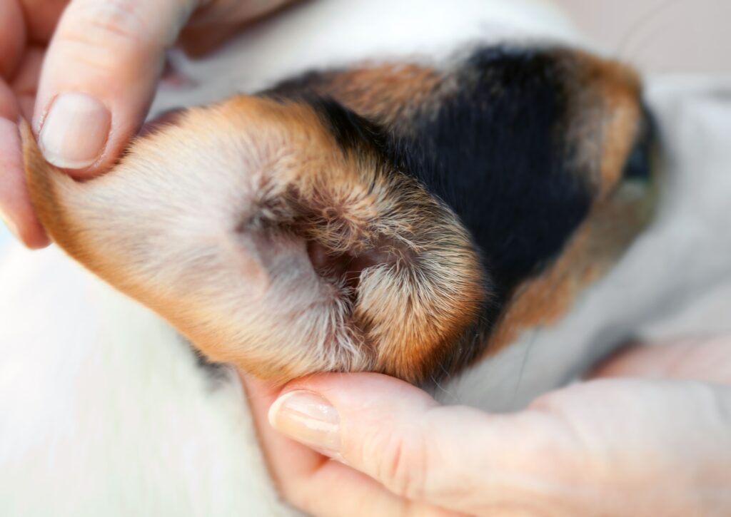 dog ear inspection