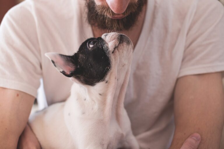 7 Reasons Why Dogs Are the Best Pets