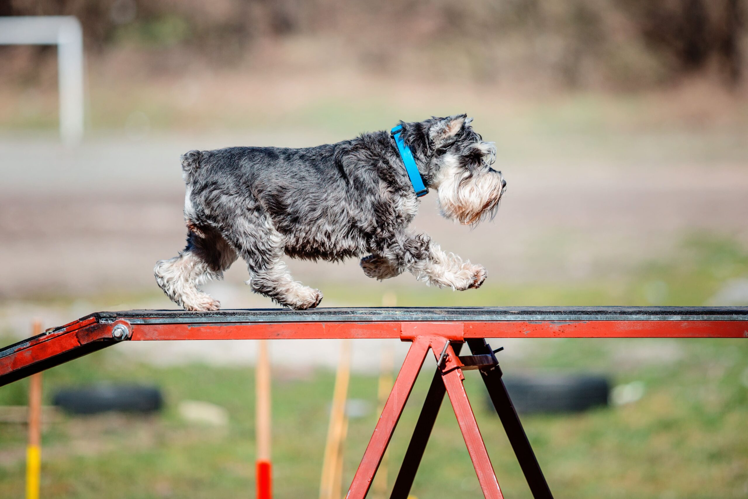 Best Dog Agility Equipment