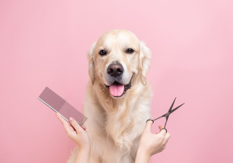 5 Best Dog Brush: Keeping Your dogs Coat Healthy and Beautiful