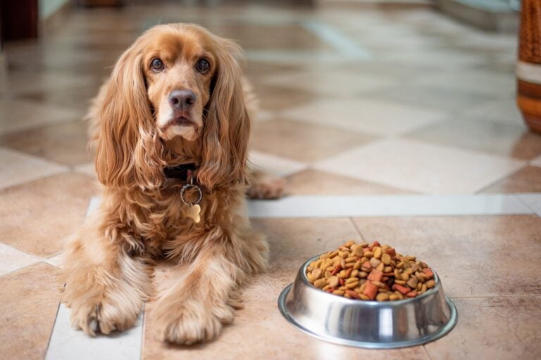 Best Dog Food for Allergies