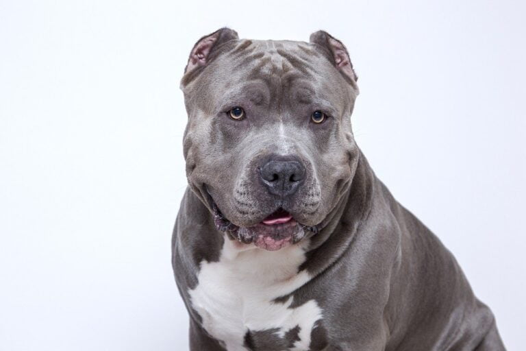 Pitbull Theroverdog pitbull-theroverdog