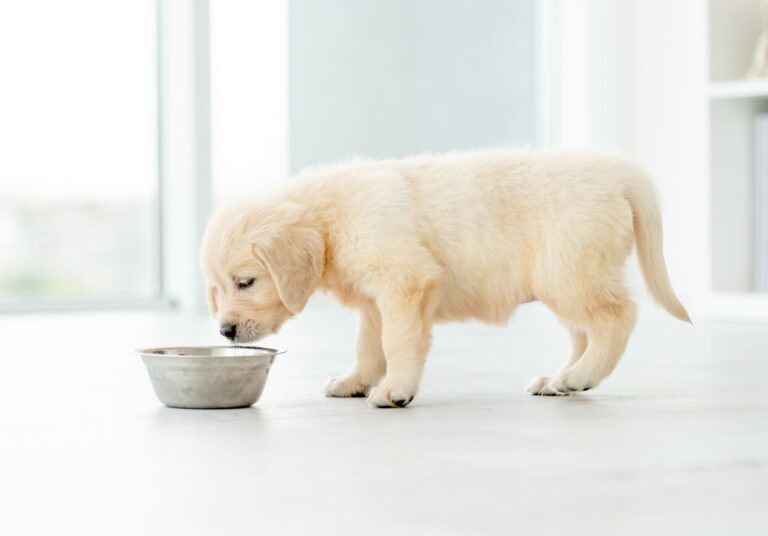 5 Best Dog Food for Puppies for 2023 | Dry Food