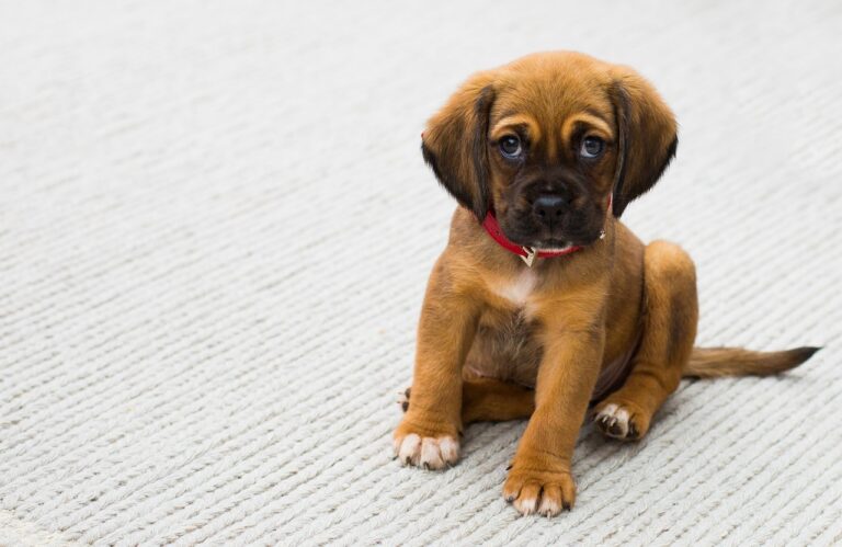Best Dog Names