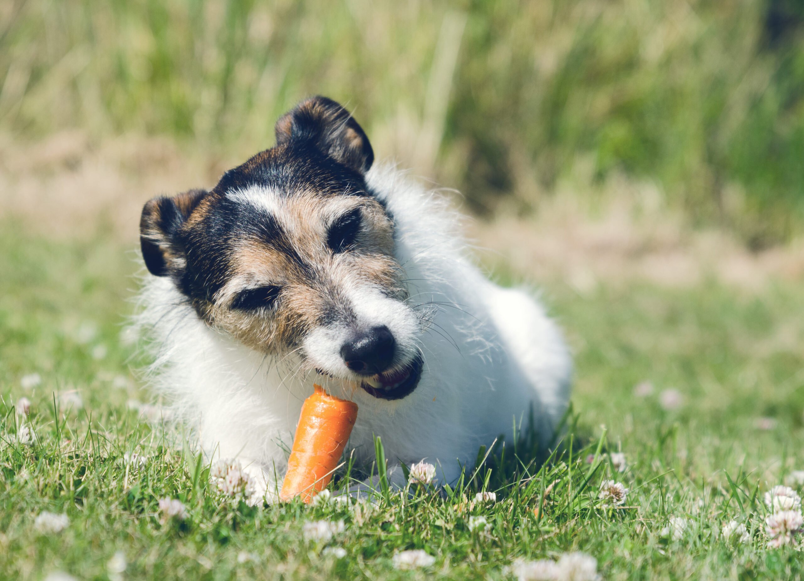 Best High-Fiber Food for Dogs