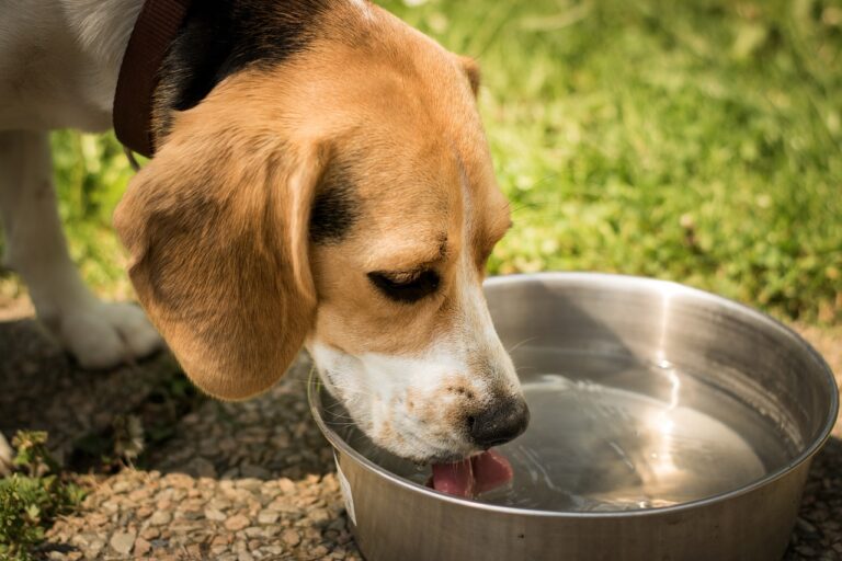 Best Water Bowls for dogs : Perfect Guide to Dog Hydration