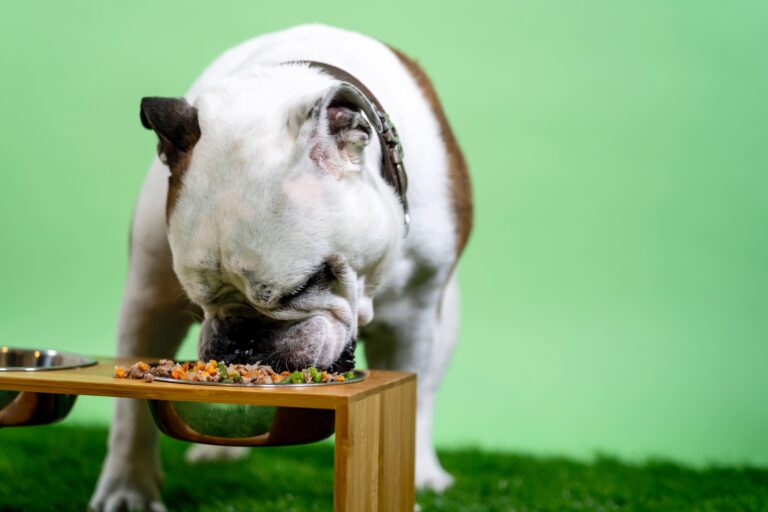 Best Dog Food for Pitbulls