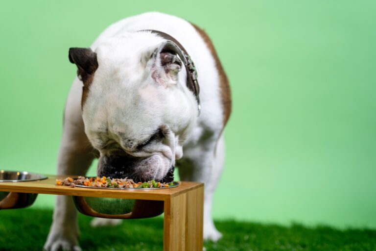 Best Dog Food for Pitbulls | Dry Food