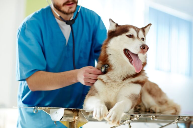 Can Dog Get Diabetes? Facts Every Pet Owner Needs to Know