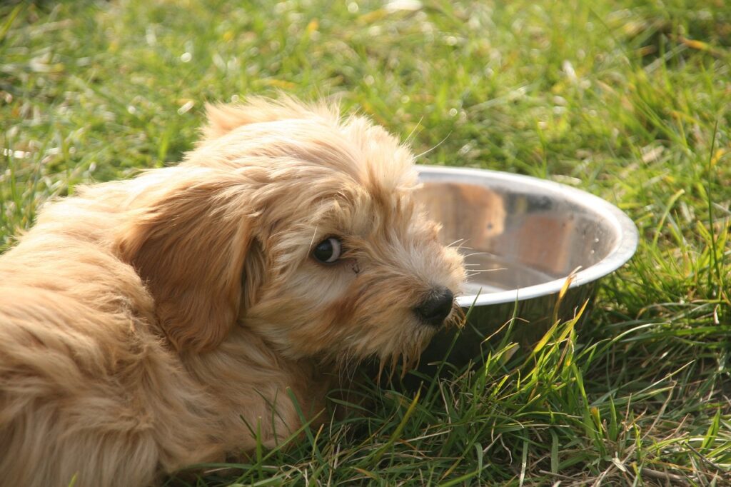 Common Mistakes to Avoid When Choosing a Dog