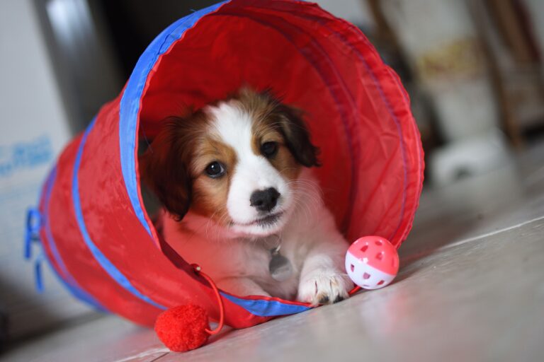 Dog Play Tunnels : The Perfect Addition to Your Pet’s Playtime