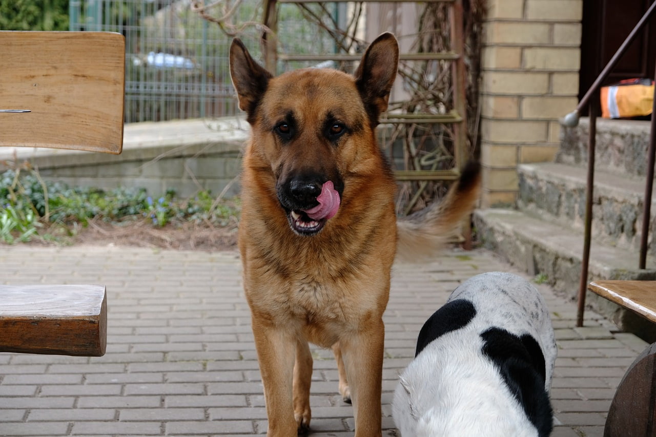 Best food for German Shepherds