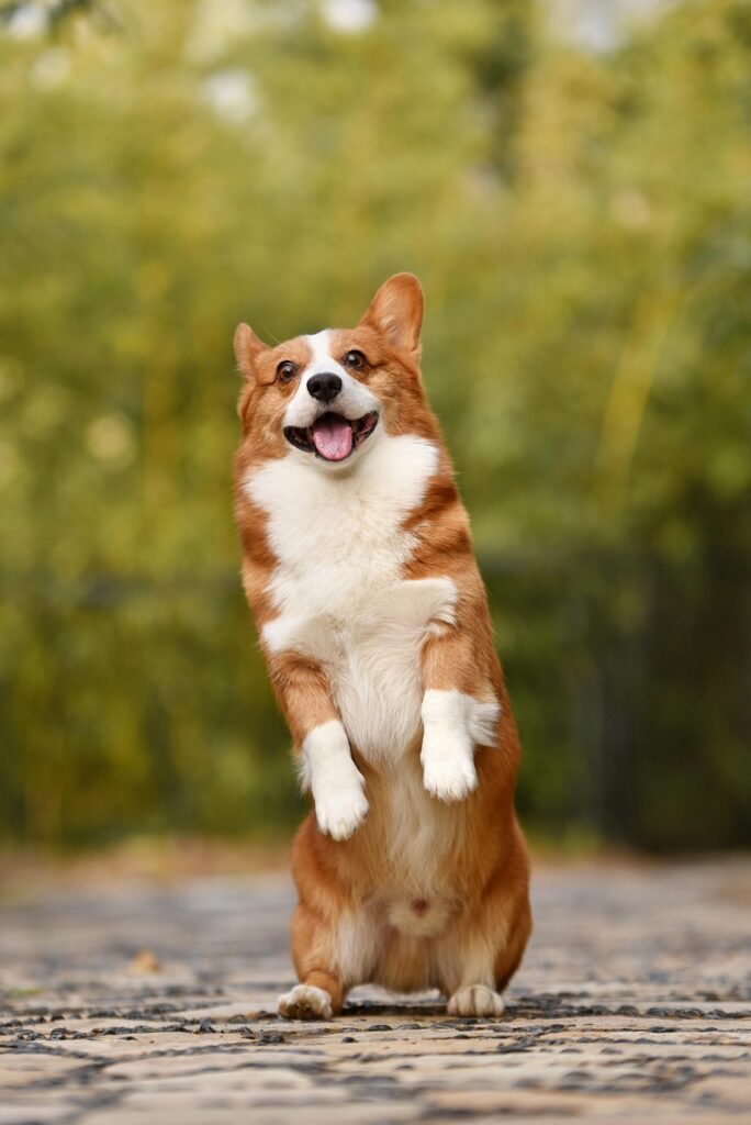 Happy dog