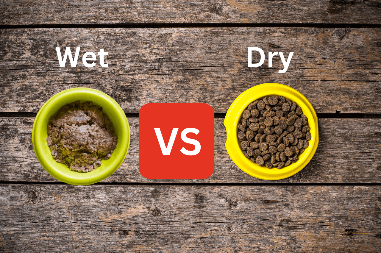 Dog Food Dry vs Wet