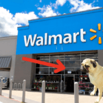 Are Dogs Allowed in Walmart