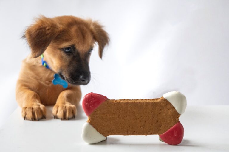 5 Best Dog Treats: A Guide to Delight Your Furry Friend