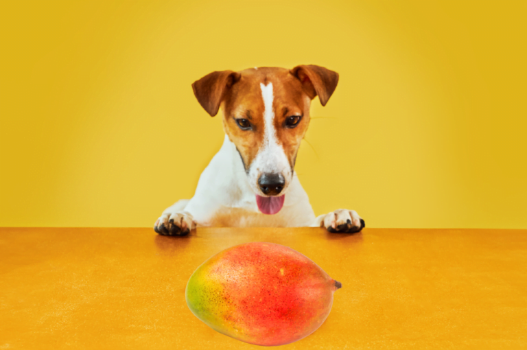 Can Dogs Eat Mango? A Comprehensive Guide for Pet Owners