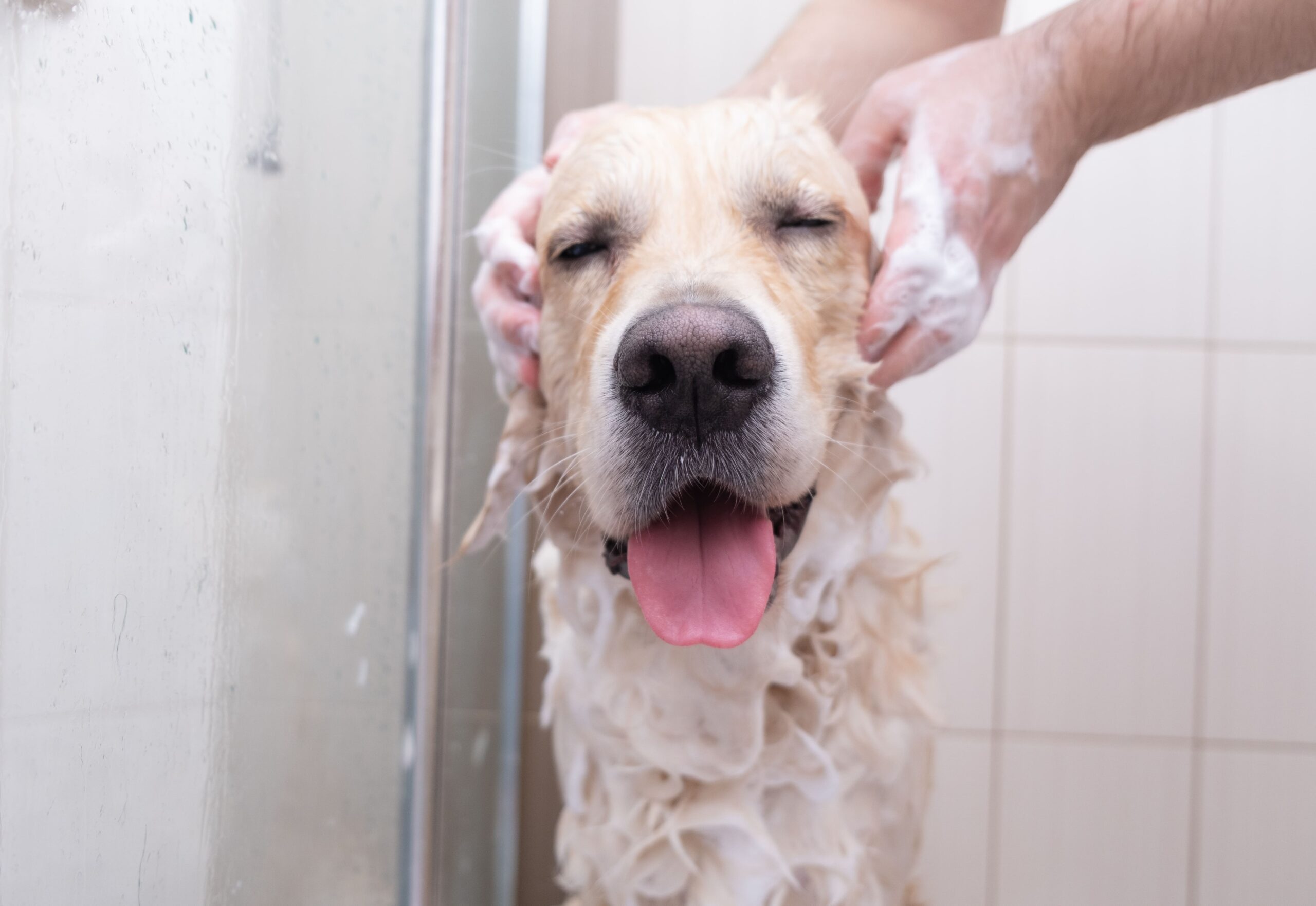 Difference Between Dog Shampoo and Human Shampoo